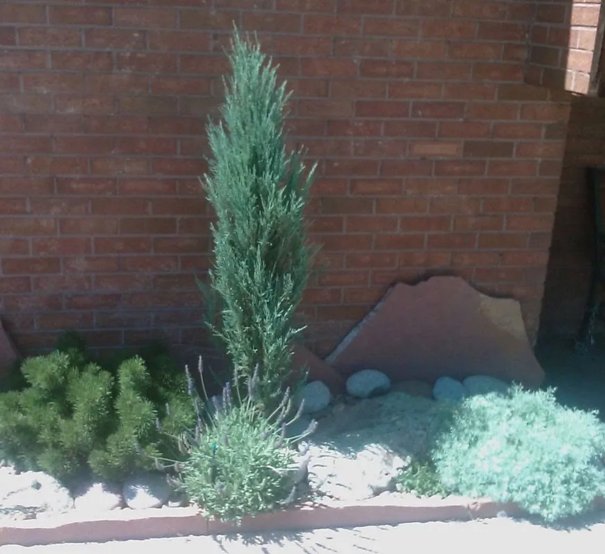 Planted garden bed with shrubs against a brick wall